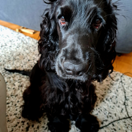 Sully profile