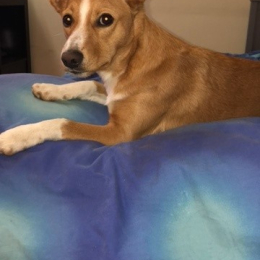 Oliver profile
