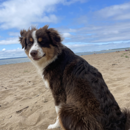 Vaïko profile