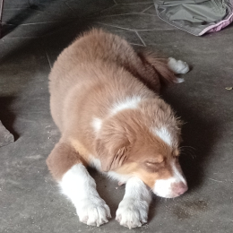 Sodi profile