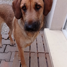 Lola profile