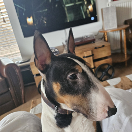 Vince profile