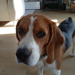 Cosmos profile