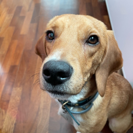 Boris profile