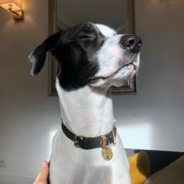 Merlin profile