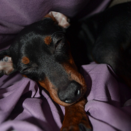 Blacky profile