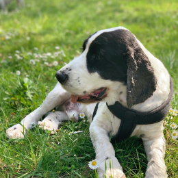 Izzi profile