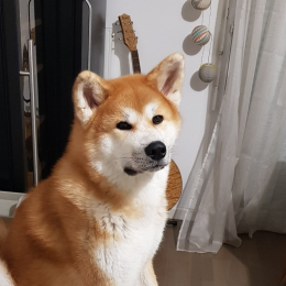 Nikka profile