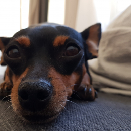 Pumba profile