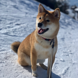 Suki profile