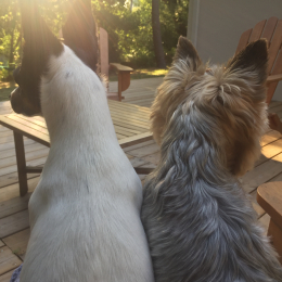 Harley et paris profile