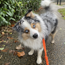 Nunko profile