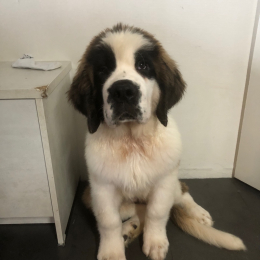 Balou et fripon profile