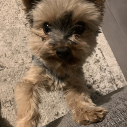 Otto profile
