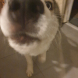 Doggo profile