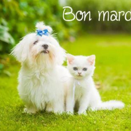 Noisette et jumbo profile