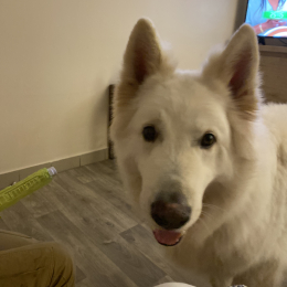 Odin profile