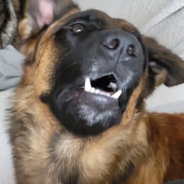 Simba , tango et oxo profile