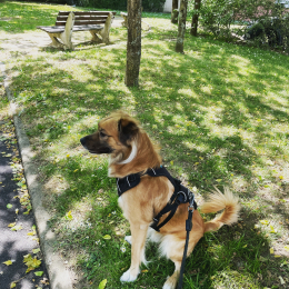Pacco profile