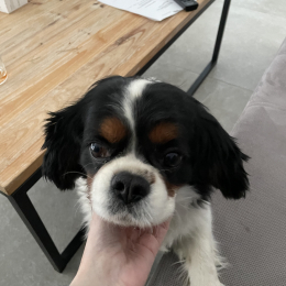 Lilo profile
