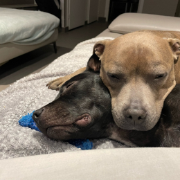 Roxy et reglisse profile