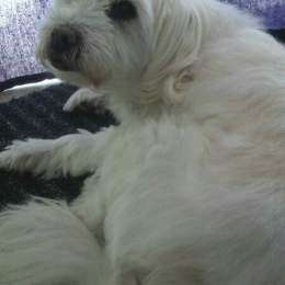 Titou profile