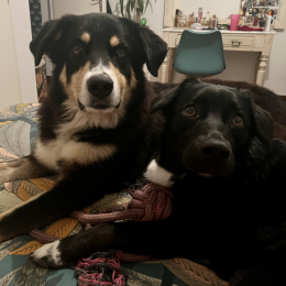 Rumba et oli profile