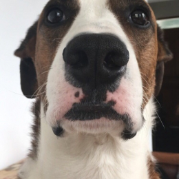 Rafaelle profile