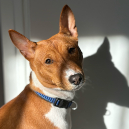 Vaïna profile