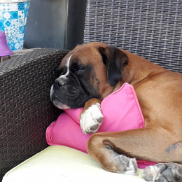 Gaspard profile