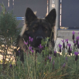 Aslan profile