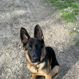 Milo profile