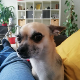 Julie profile