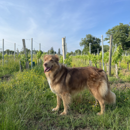 Tilou profile