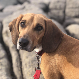 Nala  profile