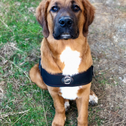 Olaf profile