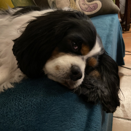 Ben profile