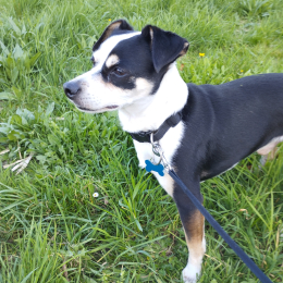 Modjo profile