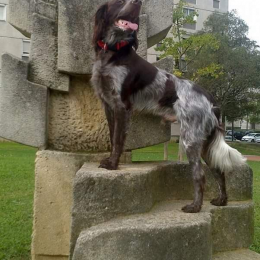 Hachi profile