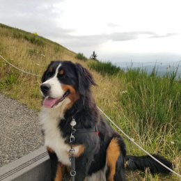 Romy profile
