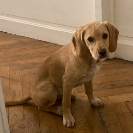 Gioia profile