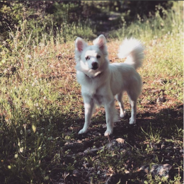 Pippa profile