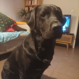 Saïko profile