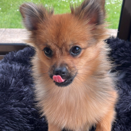 Chipie profile