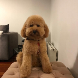 Milo profile