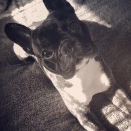 Pongo profile