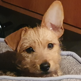 Doggo profile