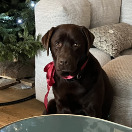 Holly profile