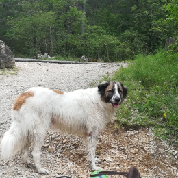 Balou profile