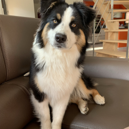 Roxy profile